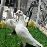 کبوتر دوکت طوقی جکسون ساکسون