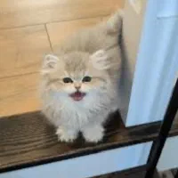 بچه گربه بریتیش لانگ هیر عروسکی خیلی خاص