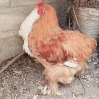 مرغ و خروس برهما جفت . امپراطور ( پاپری)