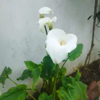 پاکسازی و فیشیال پوست
