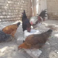 مرغ خروس
