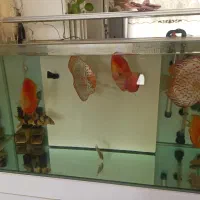 دیسکس|ماهی|لواسان, |دیوار
