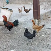 تعدادی مرغ و خروس لاری