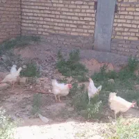 مرغ۴۲۰
