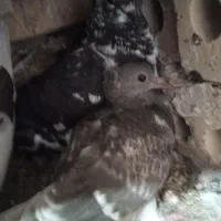 کفتر|پرنده|جلگه ماژان, |دیوار