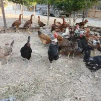مرغ وخروس