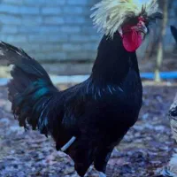 خروس سلطان