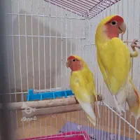 جفت طوطی برزیلی