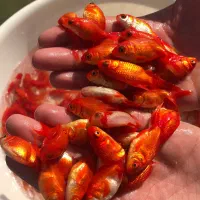 مرکز تولید و فروش انواع بچه ماهیان گرم آبی