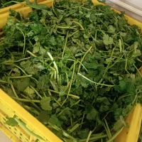سبزی خرد شده و سرخ شده(فروش ویژه ماه محرم)