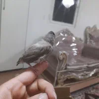 پرنده خوش صدا
