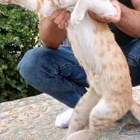 گربه خونگی