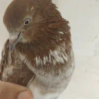 کبوتر گرگی