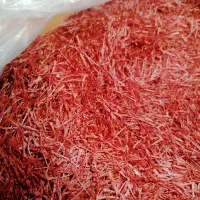 زعفران فاروج