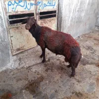 قوچ هترو