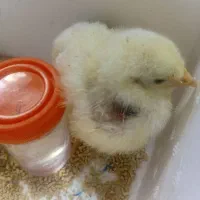 جوجه مرغ گوشتی۲تا۳ روزه