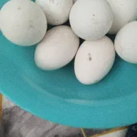 تخم غاز
