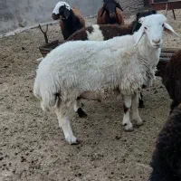 فروش بره ژن دار