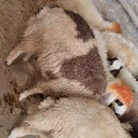 گوسفند بره نر