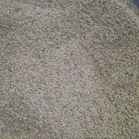 عدس بوجاری شده پاک شده بادست