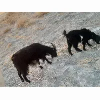 یه بز شیر دار وداشتی با یک کره نر بزرگ داره