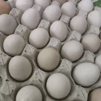 تخم مرغ رسمی