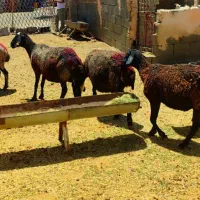 میش شال اصل