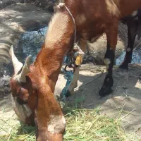 ۲تاکهریکی پاکستانی اصل دو۳قلوزا آبستن