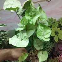 حراج ویژه گیاهان آپارتمانی