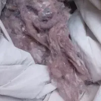 پشم گوسفند