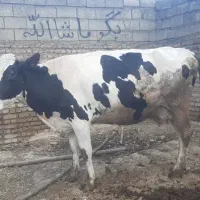 گاو