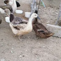 قوغاز آفریقایی ،اردک مرغابی کله سبز،جوجه گردن لخت|حیوانات مزرعه|تهران, مجیدیه|دیوار