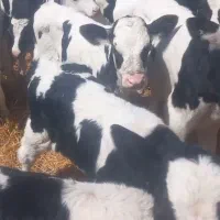 فروش گوساله قطع شیر و شیرخوار