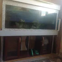 اکواریوم