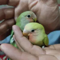 قناری، مرغ عشق،  طوطی برزیلی