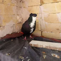 سیندق و امری