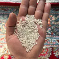 برنج صدری هاشمی محصول خودمون