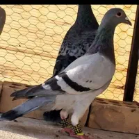 کفتر