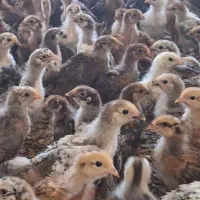 جوجه محلی یک ماهه