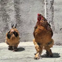 یک ست کامل برهما اصل