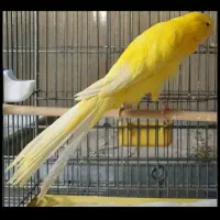 قناری رسمی بلند