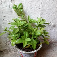 گل طبیعی