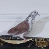 گم بیه