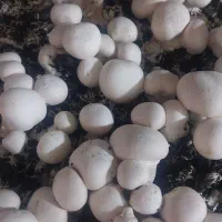 قارچ|خوردنی و آشامیدنی|اصفهان, گورت|دیوار