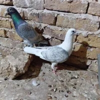کفترطاووسی