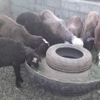 بره
