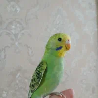 مرغ عشق ناز نیمه دستی