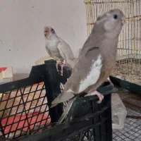 عروس سرلاکی