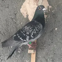 پولکی  ،. قره پولکی ، سبز چینی