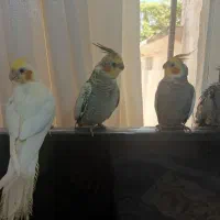 4عدد عروس هلندی 2نر 2ماده